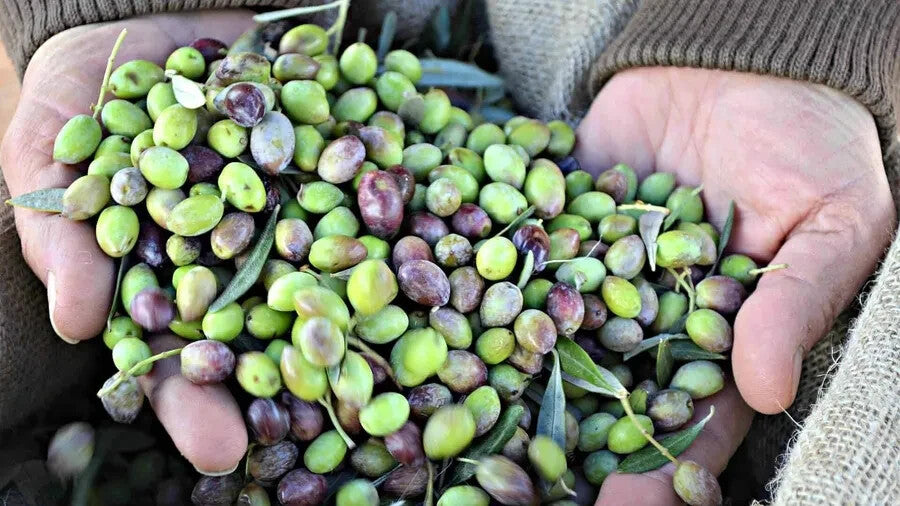 Extra Virgin Olive Oil