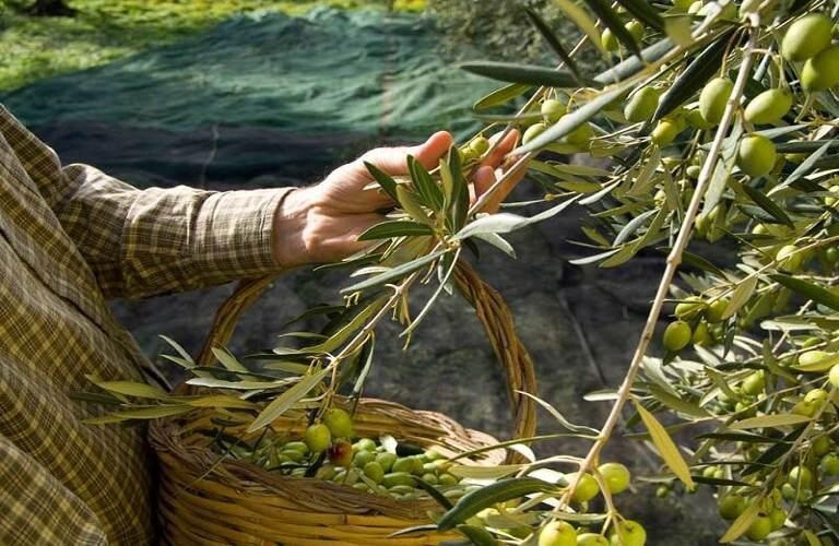 Extra Virgin Olive Oil
